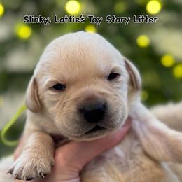 Slinky - Yellow male Labrador Retriever puppy in Owosso, Michigan from Bennington Retrievers
