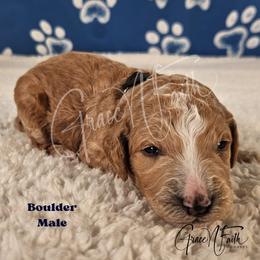 Boulder - Red male Labradoodle puppy in Peyton, Colorado from Grace N Faith Doodles