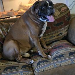 Diesel - Boxer