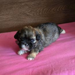 Girl 1 - Brindle female Shih Tzu puppy in Meadows Of Dan, Virginia from Walt’s Shih Tzus