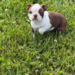 Girl 3 - Seal and white female Boston Terrier puppy in Chillicothe, Ohio from 740 kennels
