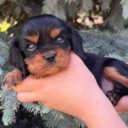 Rocky - Black and tan male Cavalier King Charles Spaniel puppy in Caldwell, Idaho from Treasure Valley Poodles