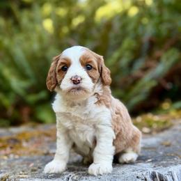 Cinderella (Teal Collar) - Red female Bernedoodle puppy in Stanwood, Washington from Butter Cup Pups and Paws