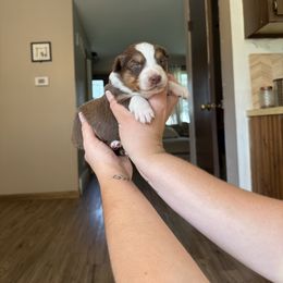Par - Red tri-color female Australian Shepherd puppy in Caro, Michigan from White Tail Australian Shepherds