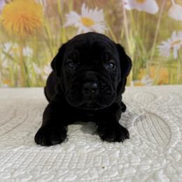 Veronica- Black Female - Black female Cane Corso puppy in Loogootee, Indiana from Walnut Creek Cane Corso