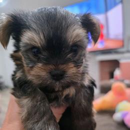 Jade - Black and tan female Yorkshire Terrier puppy in San Diego, California from Rubiez Yorkiez