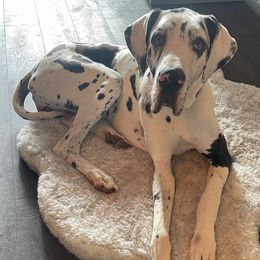 Great Danes from Rip City Danes