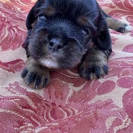 Bruno - Black and tan male Cavalier King Charles Spaniel puppy in California from Tinkerpups