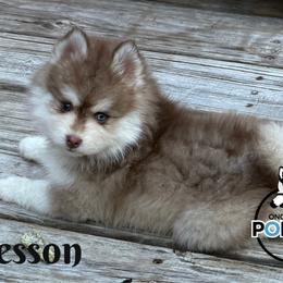 Wesson - Red and white male Pomsky puppy in Eastman, Georgia from Once Upon A Pomsky