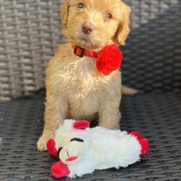 Girl 3 - Caramel cream female Australian Labradoodle puppy in Morristown, New Jersey from English Manor Labradoodles