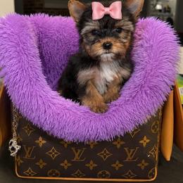 Fancy - Black and tan female Yorkshire Terrier puppy in Blanchard, Oklahoma from Southern Belle Yorkie