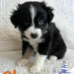 Glory - Black tri female Miniature Australian Shepherd puppy in Millington, Tennessee from Goading Glee Glade