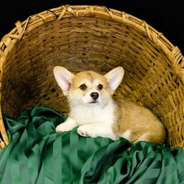Pembroke Welsh Corgi Puppies from Cattal Corgis