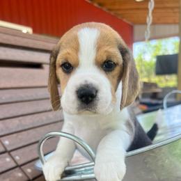 Patty - Black white and tan female Beagle puppy in Harrison, Arkansas from Leslie Beagles of Leslie Farm