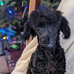 Evie - Poodle