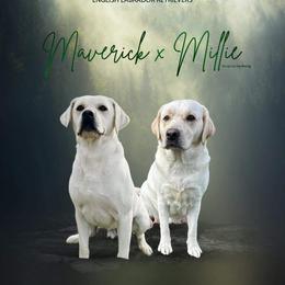 Labrador Retriever puppies from Gem State English Labrador Retrievers