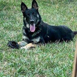 Walker - German Shepherd