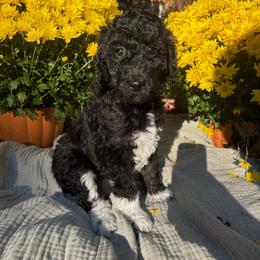 Beta - Parti female Poodle puppy in Troy, New Hampshire from SP Standard Poodles