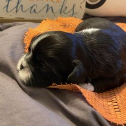 Jack Sparrow - Black and white male Shih Tzu puppy in Wyoming, Michigan from Shih Tzu Shenanigans