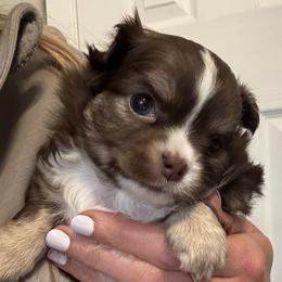 Bobbidi - Chocolate and tan female Chihuahua puppy in Summerfield, Florida from Impeccable's Boutique & Ethical Breeder for the educated & discriminating ONLY