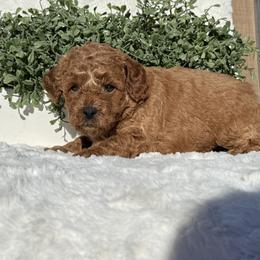 Louie - Red  male Poodle puppy in Bakersfield, California from California Red Poodles