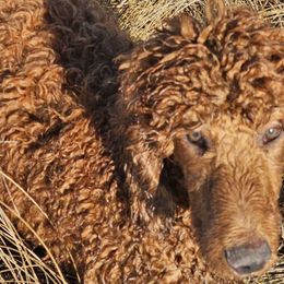 Coal - Poodle puppy in Deer River, Minnesota from Poodles Around