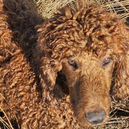 Coal - Poodle puppy in Deer River, Minnesota from Poodles Around