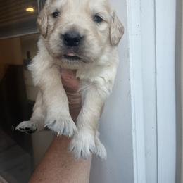 Green - Light golden male Golden Retriever puppy in Jesup, Georgia from Painted Platinum Retrievers (Painted Platinum Kennel) PPK