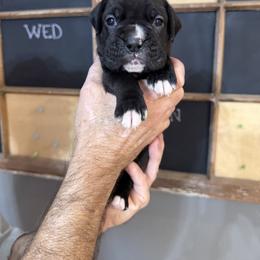 Maverick - Brindle male Boxer puppy in Rochester, Washington from Holly's Boxers of Rochester
