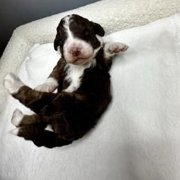 Chocolate Tri - male Australian Mountain Doodle puppy in Holt, Missouri from Mindys Doodles
