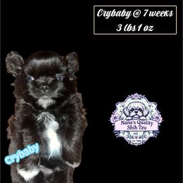 Crybaby - Black and white male Shih Tzu puppy in Sacramento, California from NANA’S  QUALITY SHIH TZU'S