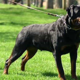 Rottweiler Puppies from PrinceHaus Rottweilers