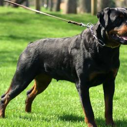 Rottweiler Puppies from PrinceHaus Rottweilers