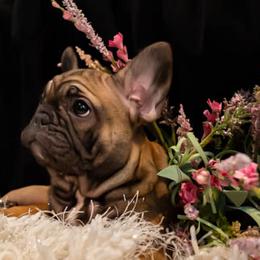 French Bulldog Puppies from MadCity Frenchies