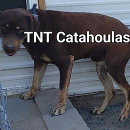 BB - Red male Catahoula Leopard Dog puppy in Pavillion, Wyoming from TNT Catahoulas