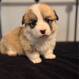 Lou - Fawn female Pembroke Welsh Corgi puppy in Belle Fourche, South Dakota from BellamyHills Corgis