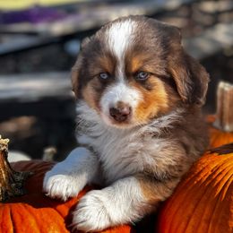 Maple - Black tri male Miniature Australian Shepherd puppy in Granbury, Texas from Jubilee Acres