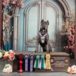 Akira - Cane Corso