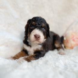 Elsie - Tri-color female Bernedoodle puppy in Osage City, Kansas from Golden Ridge Goldens