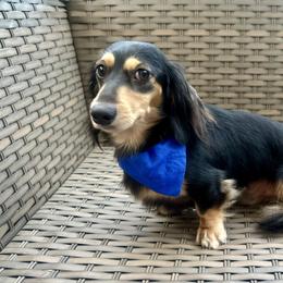 Oatis - Black and cream male Dachshund puppy in Biloxi, Mississippi from Southern Doxies Ms