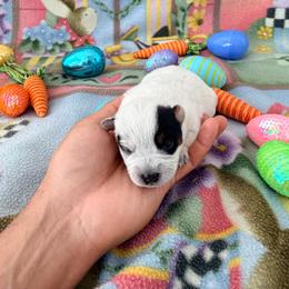 Gaia - Blue female Australian Cattle Dog puppy in Clovis, California from Miller Australian Cattle Dogs