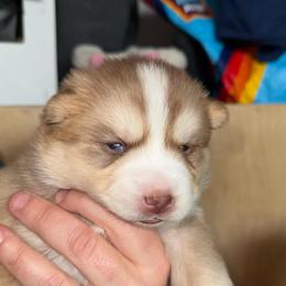 Chevy - Red and white male Pomsky puppy in Greenfield, Minnesota from SRF Pomskies