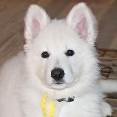 Berger Blanc Suisses from SureFire Shepherds