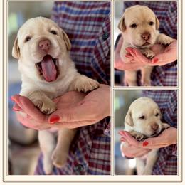 Hermione - Yellow female Labrador Retriever puppy in Rochester, New Hampshire from Merrydale Labradors