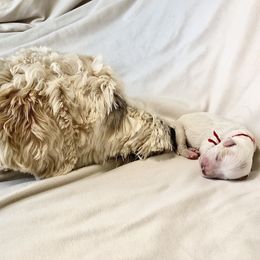 Goldendoodle Puppies from Phoenix AZ Doodles