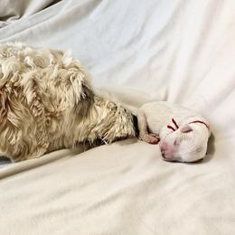 Goldendoodle Puppies from Phoenix AZ Doodles