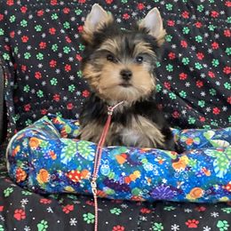 Tiffany - Blue and gold female Yorkshire Terrier puppy in Pinellas Park, Florida from Silversands Yorkshire Terriers