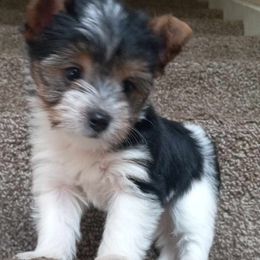 Shih Tzu and Yorkshire Terrier Puppies from Thorntons Fur Crew