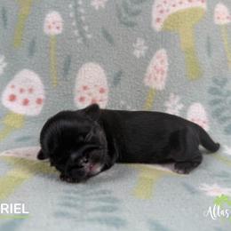 Gavriel - Black and tan male Shih Tzu puppy in Alice, Texas from Altas Palmas Shih Tzu