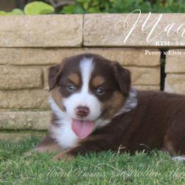 Madison - Red tri male Miniature Australian Shepherd puppy in Grandfield, Oklahoma from Hunt Farms Australian Shepherds